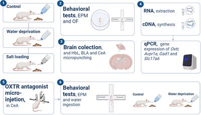 Water deprivation induces hypoactivity in rats independently of oxytocin receptor signaling at the central amygdala